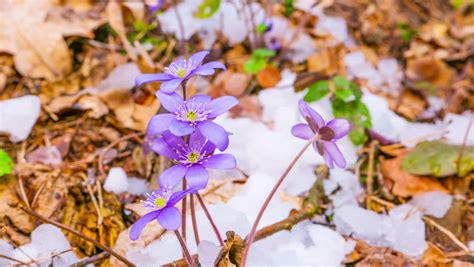 Melting Snow And Snowdrops Flower Springtime Lapse Stock Footage
