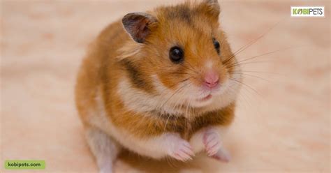 11 Things You To Know About Keeping A Hamster As A Pet Kobi Pets