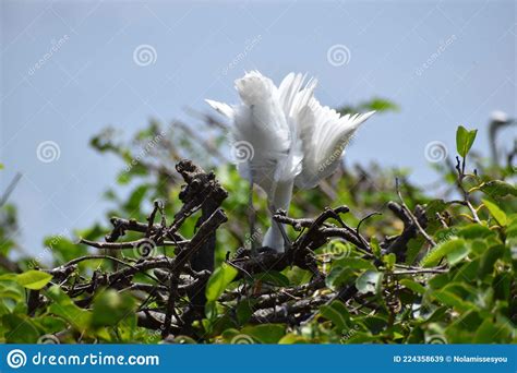 Large White Bird Walks In The Swamp Stock Image Image Of Green Great
