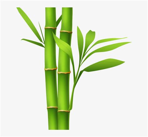 Bamboo Drawing Painting Bamboo Clipart Transparent Png 680x680