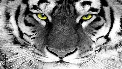 Wallpapers Tiger Desktop Eyes Eye Cats Background