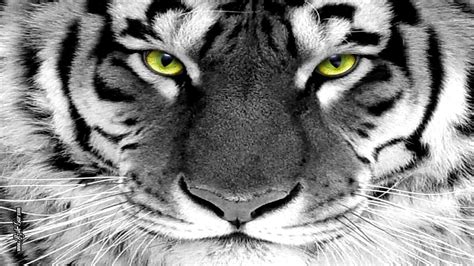 A collection of the top 50 black and white tiger wallpapers and backgrounds available for download for free. White Tiger Wallpapers Free - Wallpaper Cave