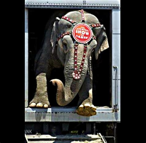 Ringling Bros Circus Animal Cruelty And Confinement Life