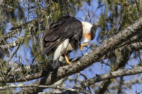 Rare bird soars to Woodstock - The Mountain Times