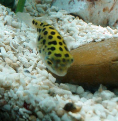 Green Spotted Puffer Fish Care Feeding And Tank Setup Pethelpful