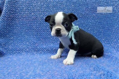 She is super playful and full of happy puppy $1,000 jack. Charlie: Boston Terrier puppy for sale near Los Angeles, California. | dc3bb298-63c1