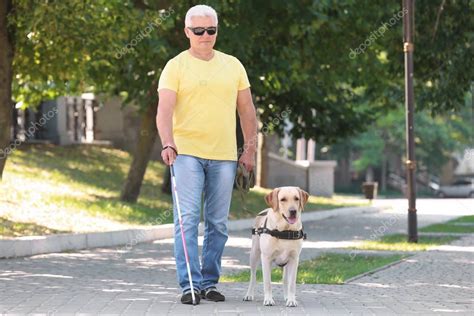 By kate eldredge basedow, lvt and faith brar. Guide dog helping blind man in the city — Stock Photo ...