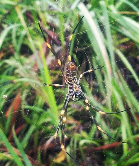 Female Golden Orb Weaver Spider By The Singing Fruit On Deviantart