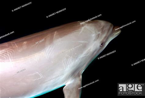 Bottlenose Dolphin Tursiops Truncatus Black Sea Odessa Ukraine