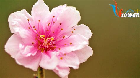 Ý Nghĩa Hoa đào Peach Blossom