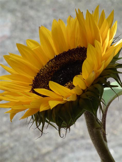 Sunflower Sunflower Flicksmores Flickr