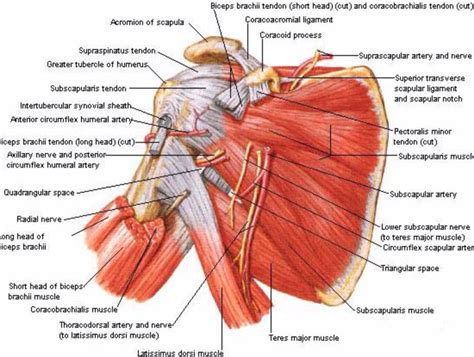 Posterior View Of The Shoulder Anatomy Pinterest