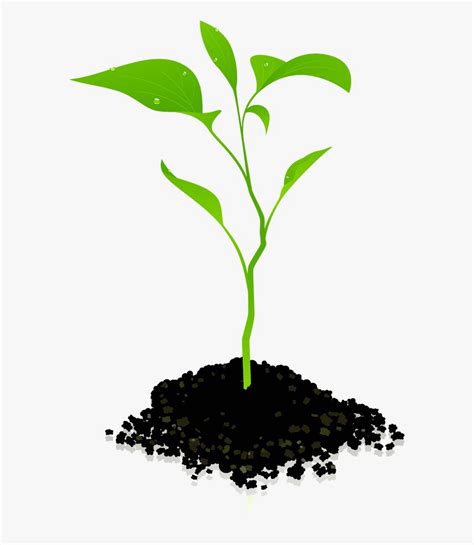 Growing Plant Clipart 10 Free Cliparts Download Images On Clipground 2024