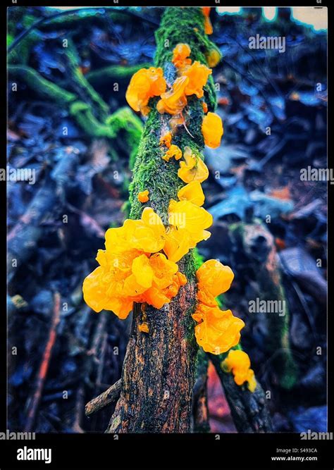 Yellow Fungus Growing On A Branch In The Woods Stock Photo Alamy