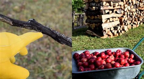 Winter will be the best time to make structural and aesthetic decisions because your tree will be bare. How To Prune Apple and Pear Trees In Winter For Higher Yields
