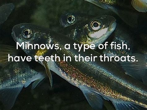 Creepy Facts 21 Pics