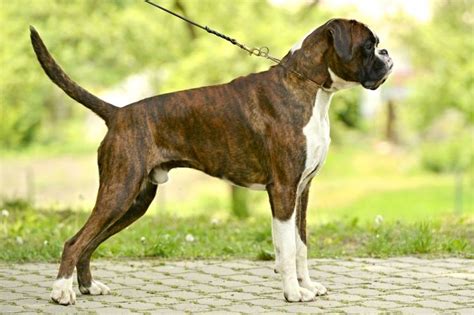 Boxer With Natural Tail Boxer Dog Breed Boxer Dogs Dog Breeds