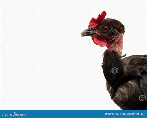 Naked Neck Chicken Breed Also Called As Transylvanian Naked Neck Or Turken Black Hen Isolated