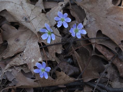 The yellow wildflower service unit is located in dekalb county. Spring Wildflowers! | Walk in the Park