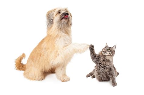 Big Dog And Little Cat High Five Photograph By Susan Schmitz