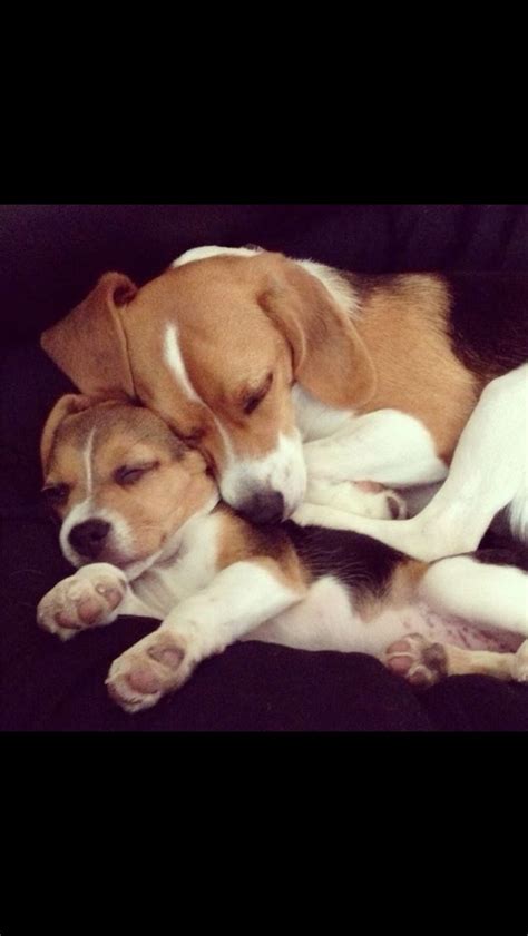 Lets Cuddle Beagle Puppy Cute Beagles Dog Breeds