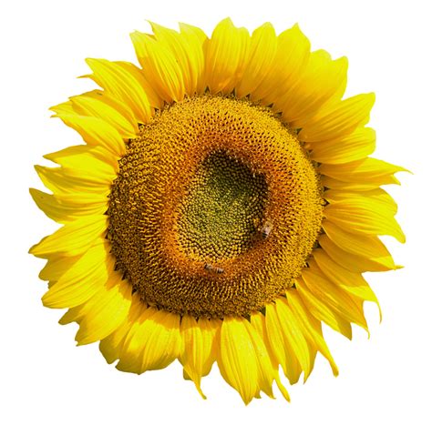Yellow Sunflower Flower Png Image Purepng Free