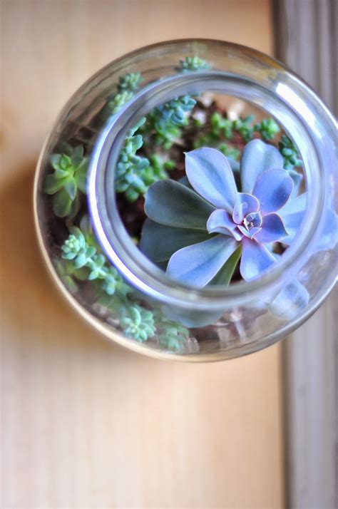 Lelan Jolie Simple Crafts Diy Pickle Jar Terrarium