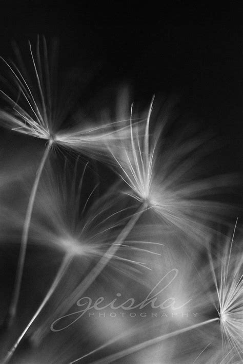 Black And White Dandelion Photograph By Geisha Photography Via Etsy