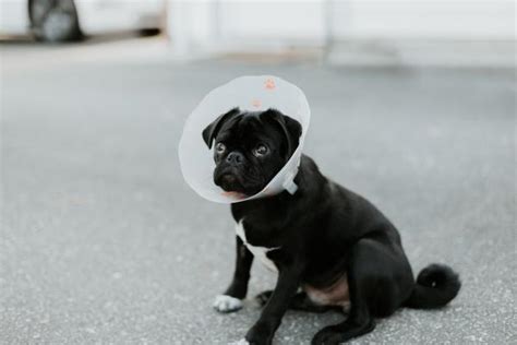 Common Health Problems In Pug Dogs Pug Dog Breed