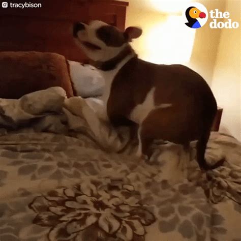 Sarlacc Pit Battle GIFs - Find & Share on GIPHY