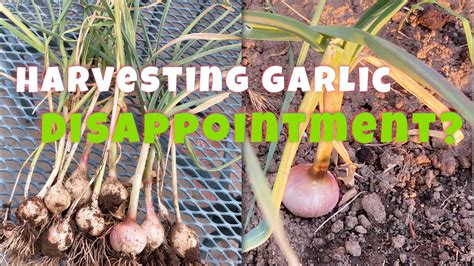 Harvesting Garlic Youtube