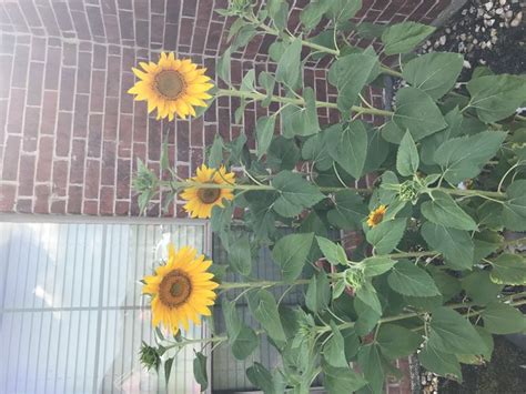 After being roasted, a sunflower seed won't sprout. The Easiest Way to Grow a Sunflower in a Pot - wikiHow
