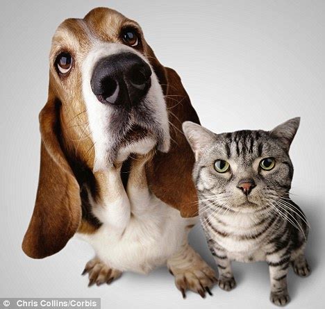 Dogs give you unconditional love, affection, and unparalleled affection. How dogs are man's better friend: Canines outclass cats by ...