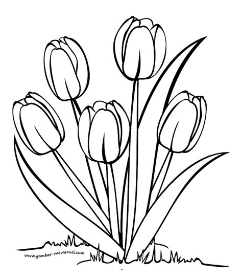 Mewarnai Bunga Tulip Contoh Gambar Mewarnai Tulip Drawing Coloring