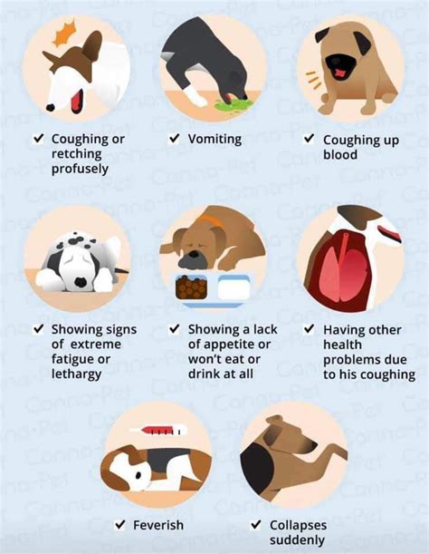 Things To Know About Kennel Cough Aprop