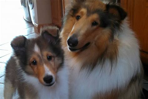 Browse thru our id verified puppy for sale listings to find your perfect puppy in your area. collies | Shetland sheepdog, Sheepdog, Shetland sheepdog ...