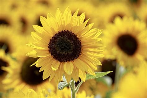 Savings with flower delivery coupon codes and promo codes for may 2021. 2020 Lee Farms Sunflower Festival - Portland Living on the ...