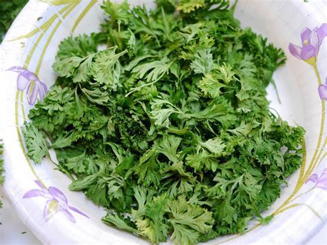 Foods For Long Life Make Dried Parsley Flakes In 2 Minutes