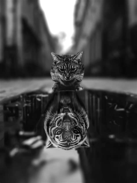 Top 79 Cat Tiger Reflection Wallpaper Best Vn