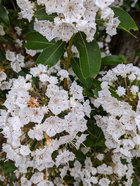 Vernon Vt Nature Finds When The Eastern Mountain Laurel Blooms Be