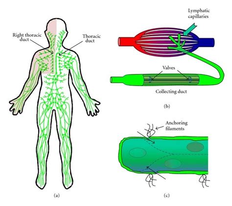 Lymphatic System Structure A The Lymphatic System Is Separated Into