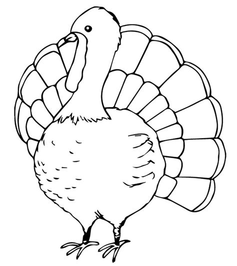 Download and print these wild turkey coloring pages for free. Realistic Turkey Coloring Pages