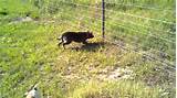 Photos of Underground Electric Dog Fence Wire