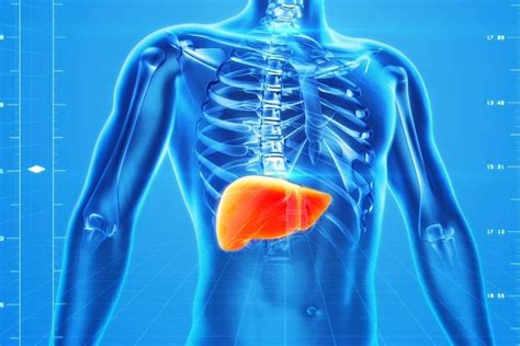 Liver Human Body Systems