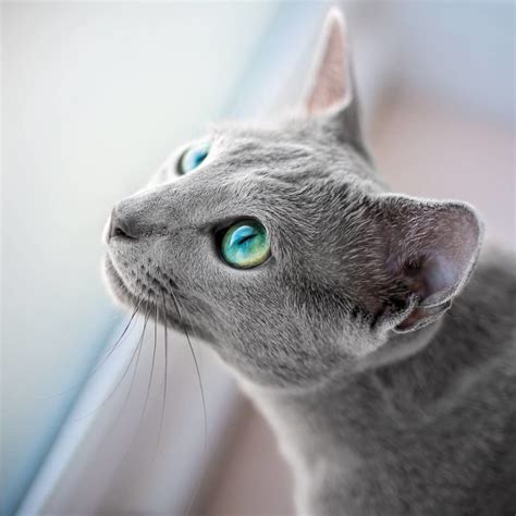 These Gorgeous Russian Blue Cats Have The Most Mesmerizing Eyes Bored