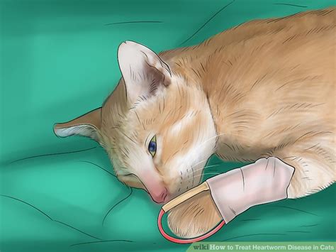 How To Treat Heartworm Disease In Cats 9 Steps With Pictures