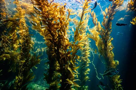 Dive Into The Giant Kelp Forest My Wordpress