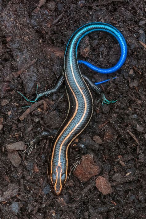 American Five Lined Skink Cute Reptiles Weird Animals Reptiles And