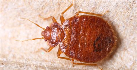 How To Protect From Bed Bugs While Traveling Hanaposy