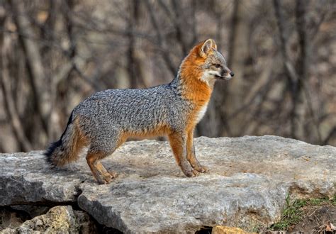 Male Gray Fox Wildlife Critiques Nature Photographers Network